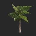 Tall Arbor With Lush Green Fronds And Brown Trunk In Natural Environment