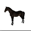 Detailed Realistic Brown Horse Standing in Full View with Gray Background