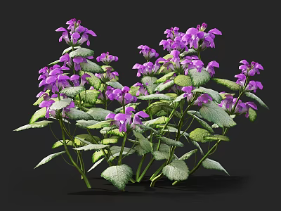 Vibrant Purple Flowers With Lush Green Leaves In Natural Garden Setting 3d model