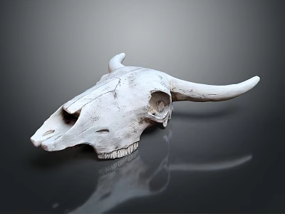 Detailed Bovine Skull With Textured Surface And Reflection On Dark Background 3d model