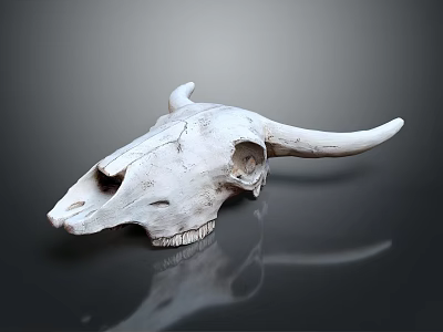 Detailed Bovine Skull With Textured Surface And Reflection On Dark Background 3d model