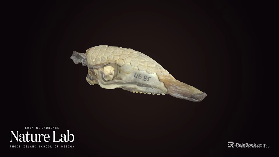 Ancient Fossil Skull Specimen Number 44 85 From Science Lab University of Nevada 3d model 