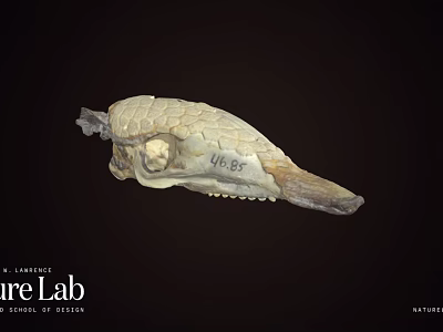 Ancient Fossil Skull Specimen Number 44 85 From Science Lab University of Nevada 3d model