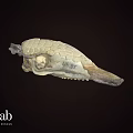 Ancient Fossil Skull Specimen Number 44 85 From Science Lab University of Nevada