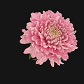 Pink Chrysanthemum Bloom With Green Leaves In Decorative Vase On Black Background