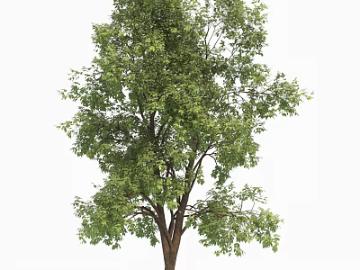 Tall Healthy Arbor With Lush Green Leaves And Strong Brown Trunk 3d model