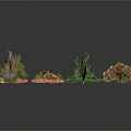 Various Types of Dried Plants with Leaves Branches and Natural Forms