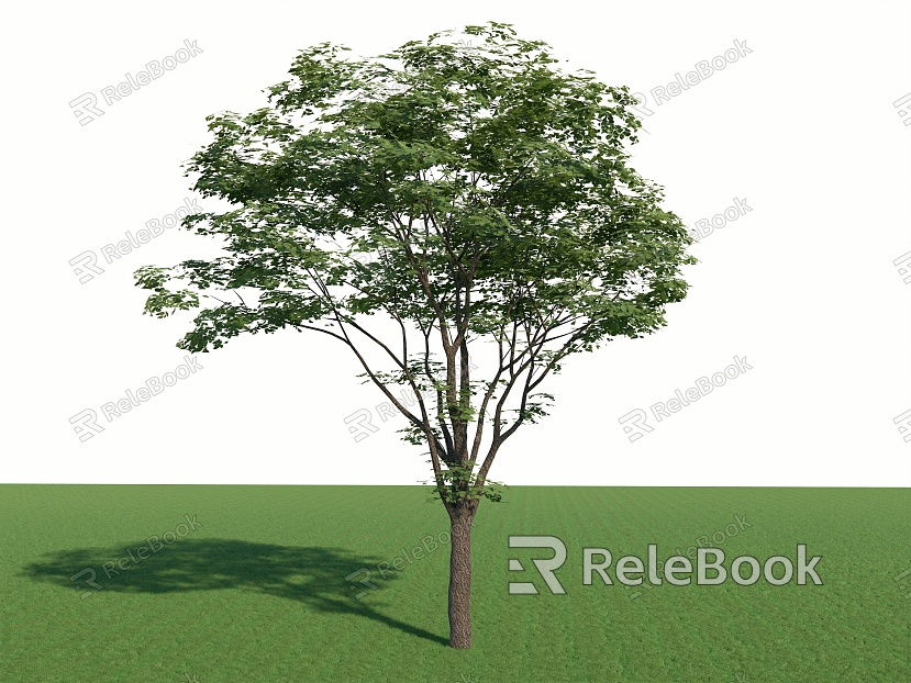 Landscape Arbor Street Tree Cinnamomum camphora model