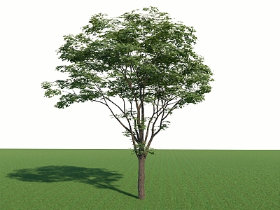 Landscape Arbor Street Tree Cinnamomum camphora 3d model