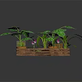 Green Leafy Plants In Wooden Tray With Large Foliage And Varieties
