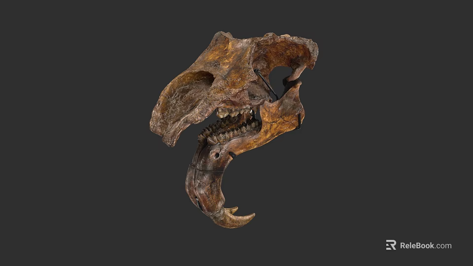 Prehistoric Dinosaur Skull Fossil with Detailed Teeth and Bone Structure 3d model 