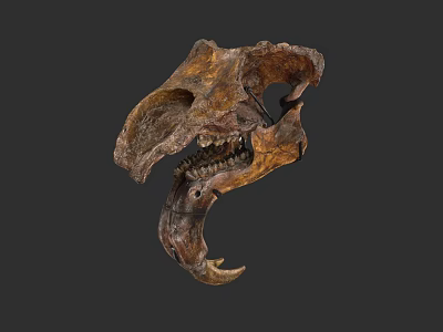 Prehistoric Dinosaur Skull Fossil with Detailed Teeth and Bone Structure 3d model