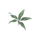 Lush Variegated Leaf Plant Featuring White Striped Foliage Against Black Background
