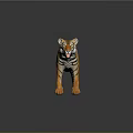 Realistic Tiger with Orange Black Stripes Open Mouth Standing on Dark Background with Reflection