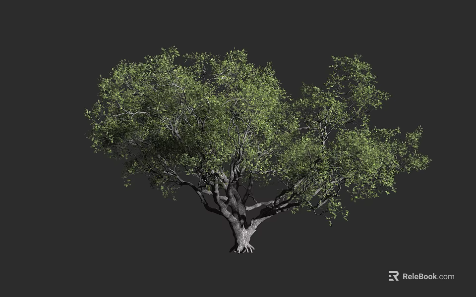 Arbor With Lush Green Foliage Strong Trunk Exposed Roots And Natural Shape 3d model 