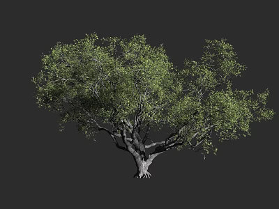 Arbor With Lush Green Foliage Strong Trunk Exposed Roots And Natural Shape 3d model