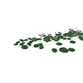 Green Lily Pads and Pink Lotus Flowers on Water Surface with Budding Blooms