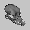 Detailed Anatomical Animal Skull Structure With Visible Teeth And Bone Features