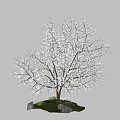 Blooming Tree With White Blossoms And Trunk On Green Grass And Stones