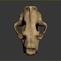 Medical Device Anatomical Skull Model as Educational Tool for Medical Training and Research