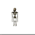 Alien Creature Skeleton Displaying Humanoid Form With Large Skull And Long Limbs