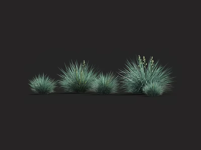 Clumping Green Grasses With Slender Leaves And White Flower Spikes In Different Sizes 3d model