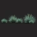 Clumping Green Grasses With Slender Leaves And White Flower Spikes In Different Sizes