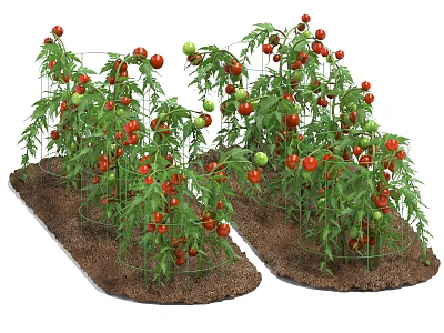 Healthy Tomato Plants Growing in Garden Soil With Red Ripe Fruits and Green Leaves 3d model
