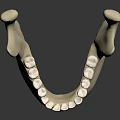 Anatomical Human Mandible Model With Detailed Teeth Structure On Black Background