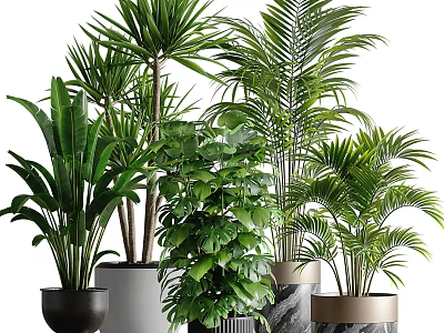 Indoor Lush Green Potted Plants With Different Leafy Varieties And Stylish Pots 3d model