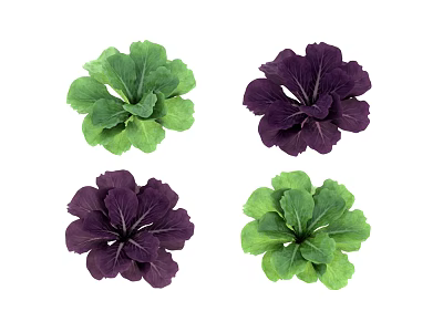 Healthy Fresh Green And Purple Leafy Kale Vegetables With Vibrant Leaves 3d model