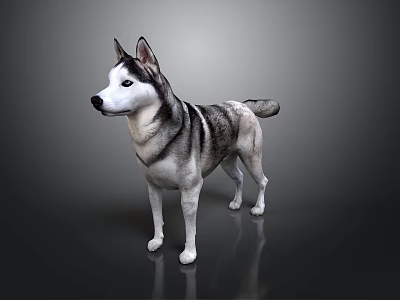 Realistic Siberian Husky 3D Model in Standing Pose on Dark Reflective Background 3d model