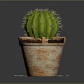 Natural Green Cactus Plant in Rustic Terracotta Pot on Patterned Doily Mat