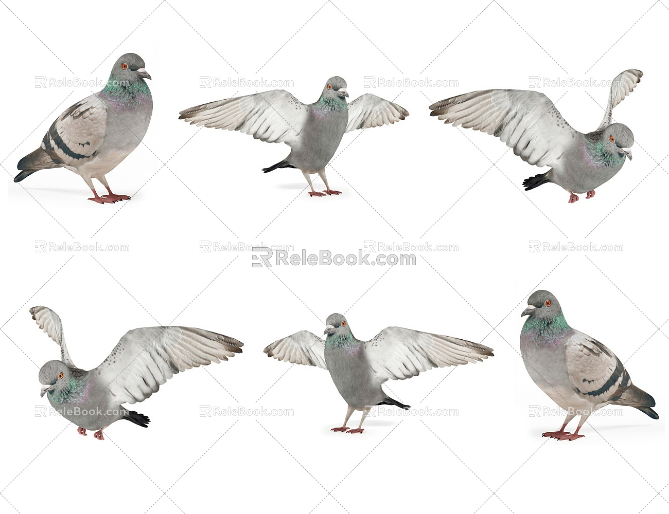 Modern pigeons 3d model