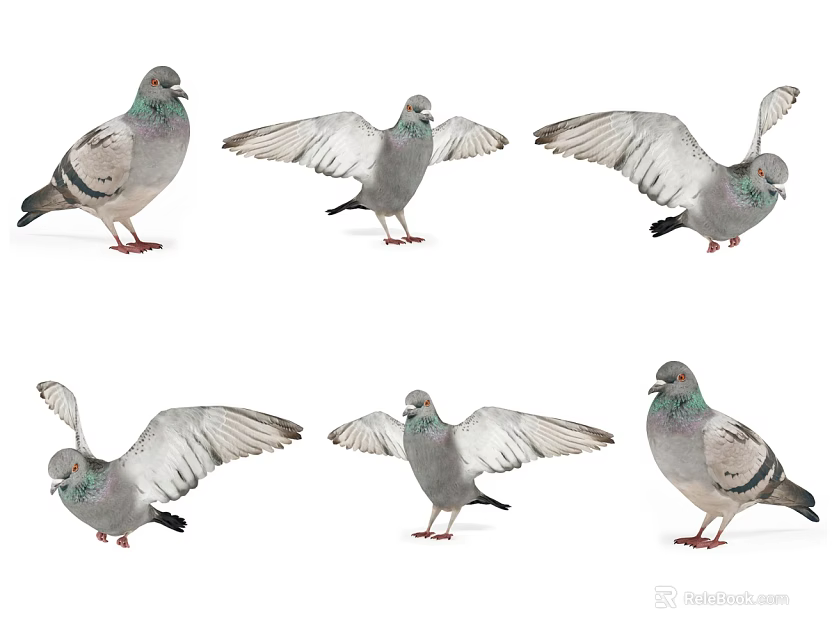 Flying Animal Pigeon In Various Poses With Spread Wings And Standing Postures 3d model 