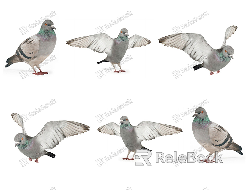 Modern pigeons model