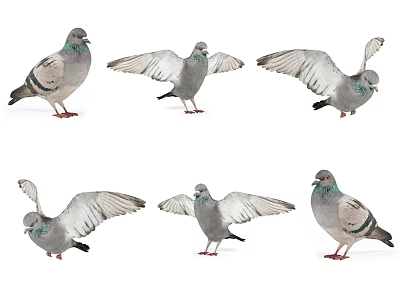 Flying Animal Pigeon In Various Poses With Spread Wings And Standing Postures 3d model
