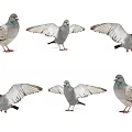 Flying Animal Pigeon In Various Poses With Spread Wings And Standing Postures