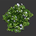 Potted Houseplant With Green Leaves White And Blue Small Flowers In Brown Pot