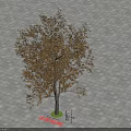 Half Crowned Arbor With Yellowish Brown Leaves On Gray Paved Ground And Person Beside