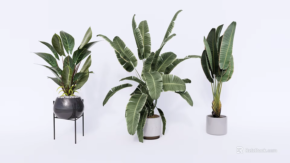 Stylish Potted Tropical Plants With Large Leaves In Ceramic Pots On Stands 3d model 