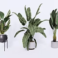 Stylish Potted Tropical Plants With Large Leaves In Ceramic Pots On Stands