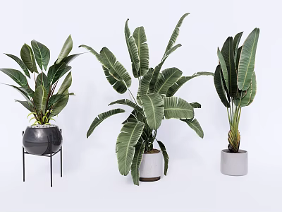 Stylish Potted Tropical Plants With Large Leaves In Ceramic Pots On Stands 3d model