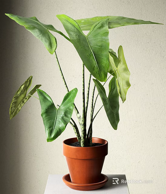 Bonsai Potted Plant With Large Green Leaves And Slender Stems In Brown Terracotta Pot 3d model 