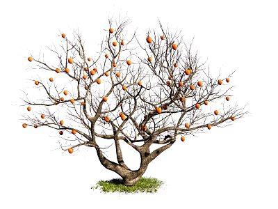 Leafless Tree With Orange Fruits On Branches And Green Grass Base 3d model