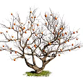 Leafless Tree With Orange Fruits On Branches And Green Grass Base 3d model