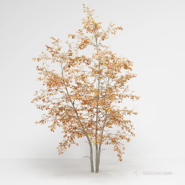 Tall Deciduous Arbor with Orange Brown Foliage and Slender Branches in Natural Scene 3d model 