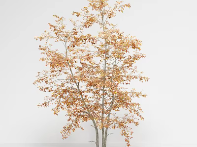 Tall Deciduous Arbor with Orange Brown Foliage and Slender Branches in Natural Scene 3d model