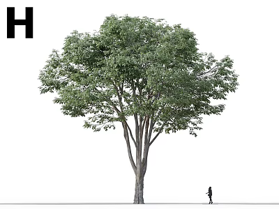 Arbor Tree with Lush Foliage Multiple Trunks and Person Size Comparison 3d model