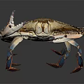 Crab With Striped Shell And Blue Legs Detailed Marine Creature View